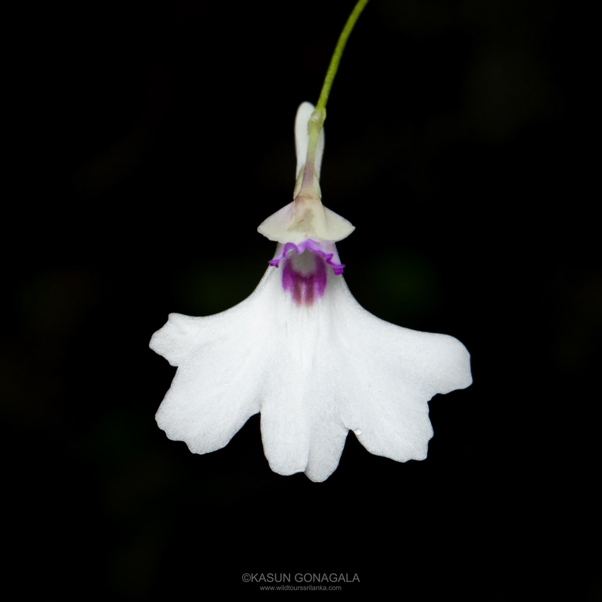 Utricularia moniliformis P.Taylor